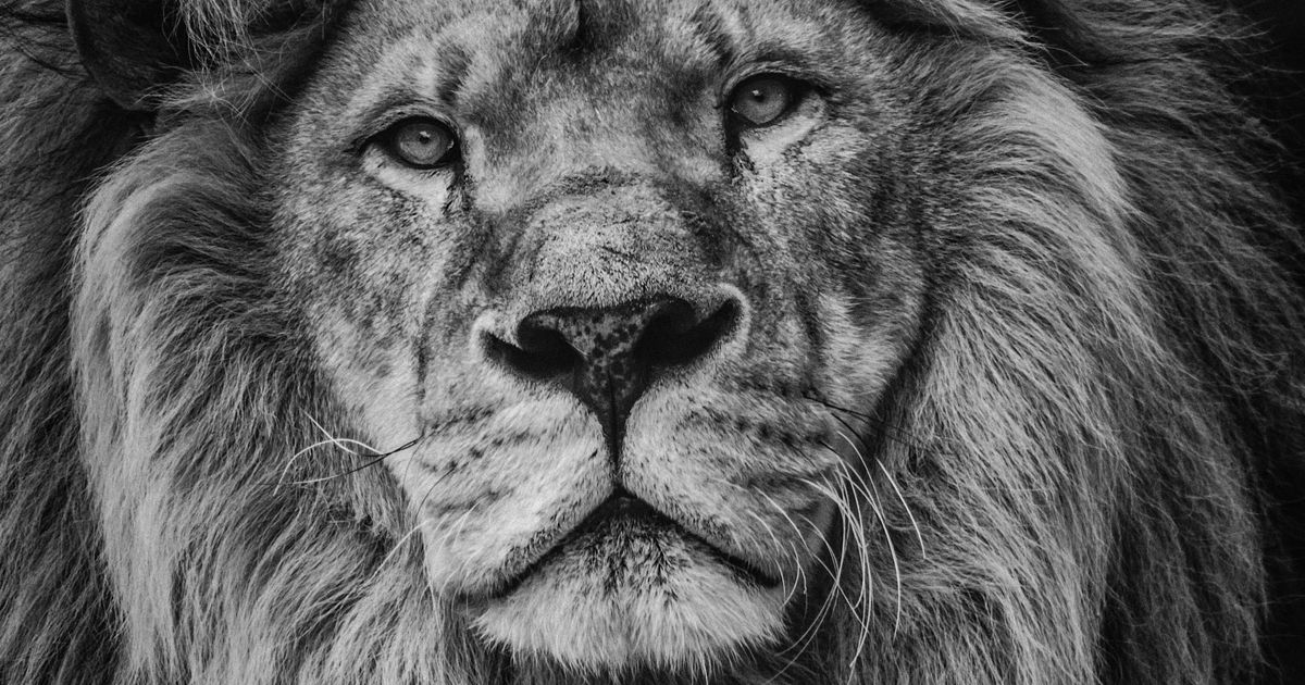 Read more about the article Vse to razumete, če ste rojeni v znamenju LEVA