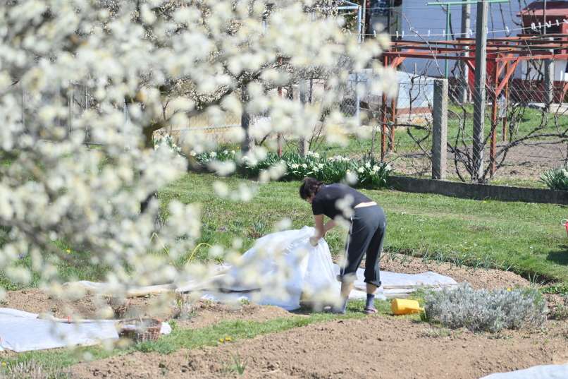 Read more about the article Kaj na vrt že lahko sadimo in sejemo v mesecu aprilu ?