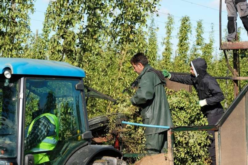Read more about the article Za sezonsko delo na kmetiji minimalna postavka 5,16 evra na uro