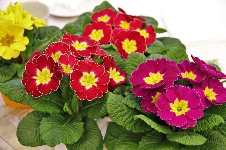 Read more about the article Zakaj primulam odpadejo cvetovi in rumenijo listi ?