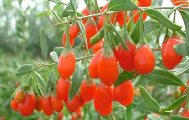 Read more about the article Goji jagode: so res superživilo?!