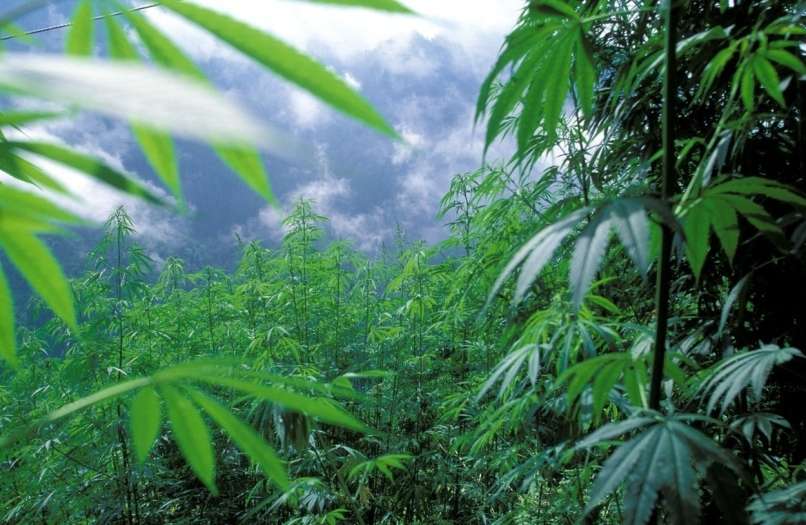 Read more about the article Konopljo je dekriminaliziralo že 27 ameriških zveznih držav