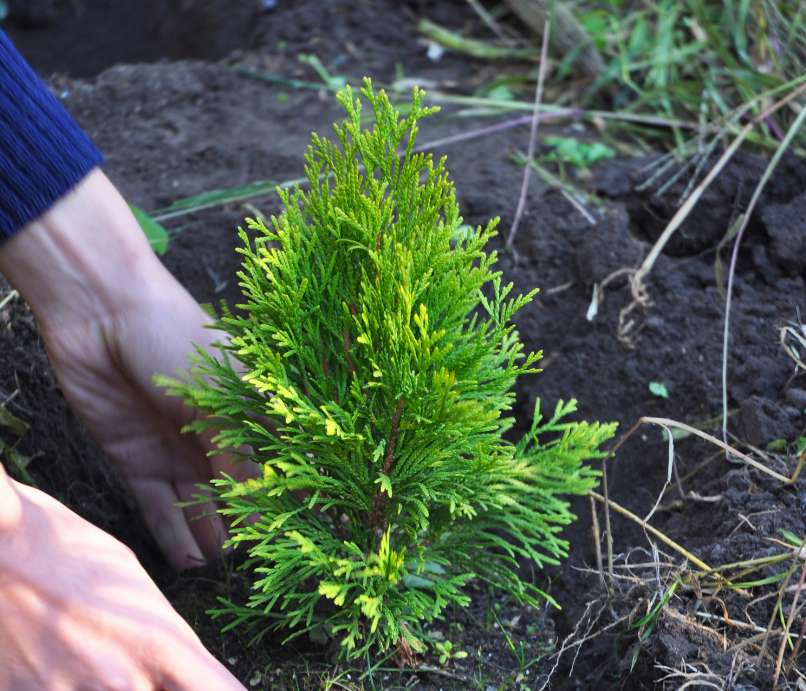 Read more about the article Ste že obrezali svojo živo mejo iz cipres ?