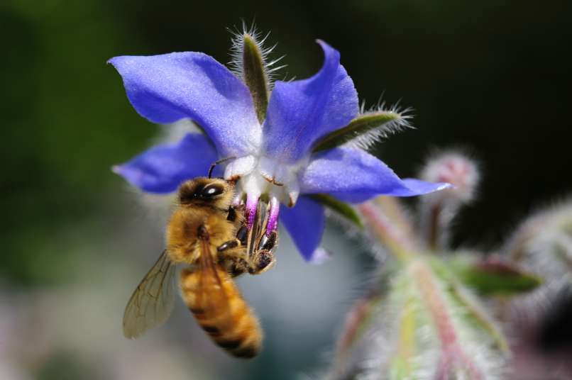 Read more about the article Zvezdasti cvetovi, ki so zdravi in okusni hkrati
