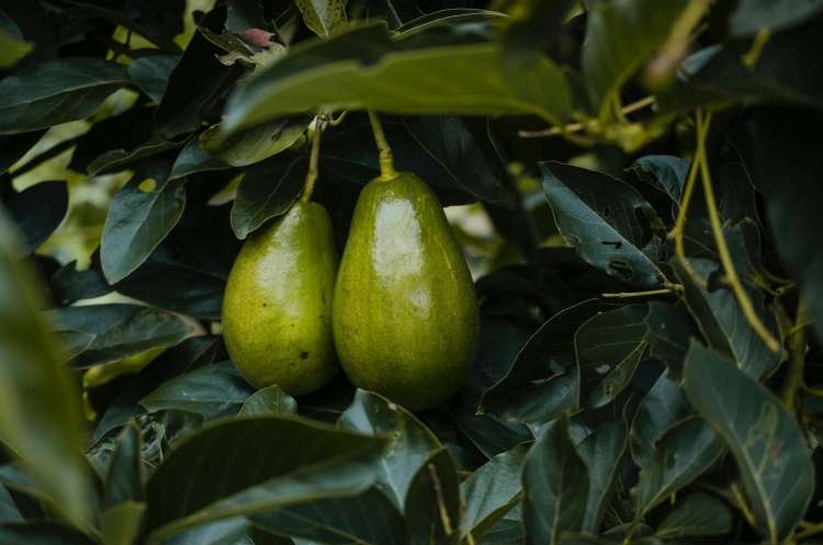 Read more about the article Kako pospešiti zorenje avokada ?