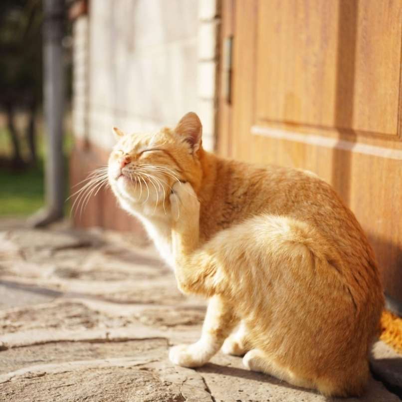 Read more about the article Srbeč ugriz lahko prinese bolezni