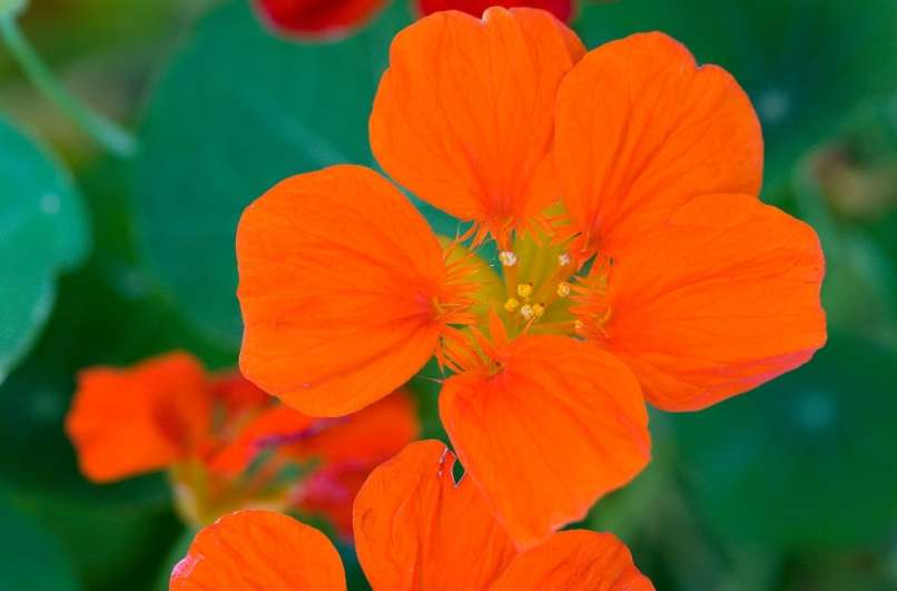 Read more about the article Ne pozabite posejati zelišč ter užitnih in uporabnih cvetlic