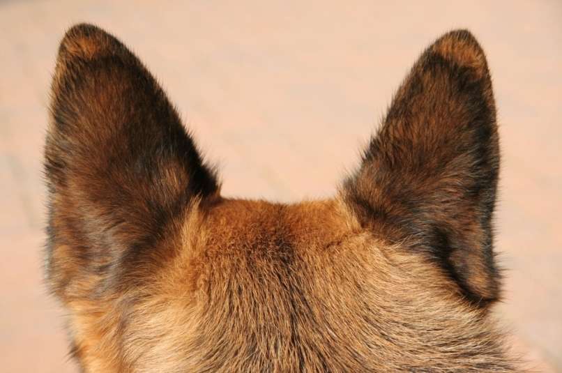 Read more about the article V ZDA poginil prvi pes, ki so mu potrdili okužbo s koronavirusom