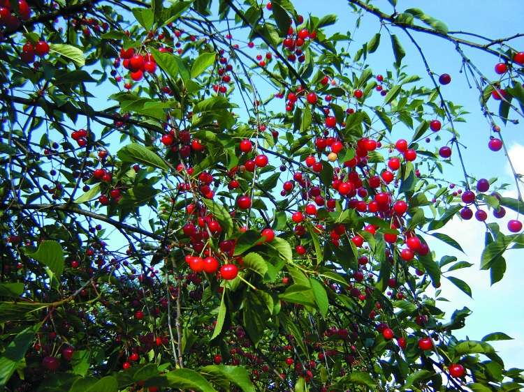 Read more about the article Višnje pospešujejo regeneracijo