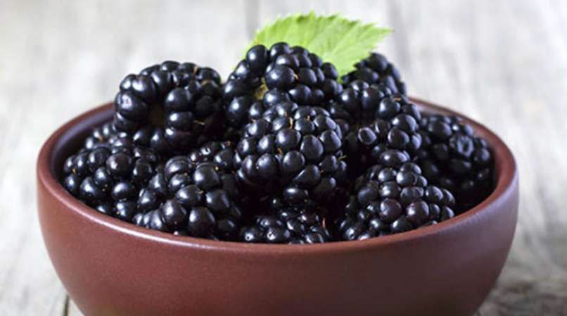 Read more about the article Ste vedeli, da robide spadajo med superživila ?