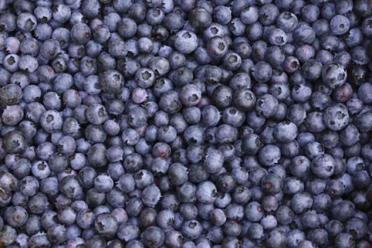 Read more about the article Pravilna metoda sušenja borovnic