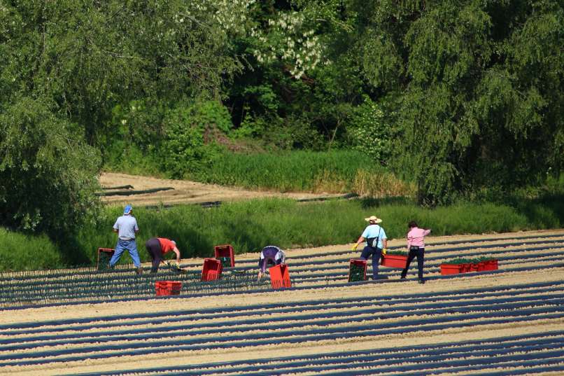 Read more about the article Sezonci pobegnejo v Avstrijo, kjer so tudi bolje plačani