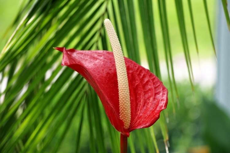 Read more about the article Tako skrbite za flamingovec, da bo bujno cvetel