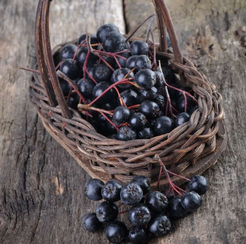 Read more about the article Bogastvo iz Severne Amerike