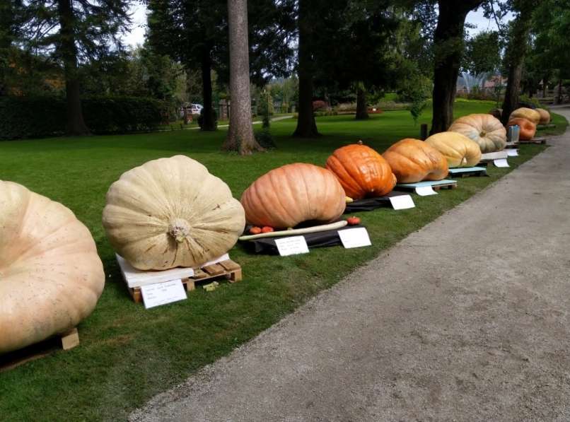 Read more about the article FOTO: Orjaška je Jankova buča, tehta kar 713 kilogramov