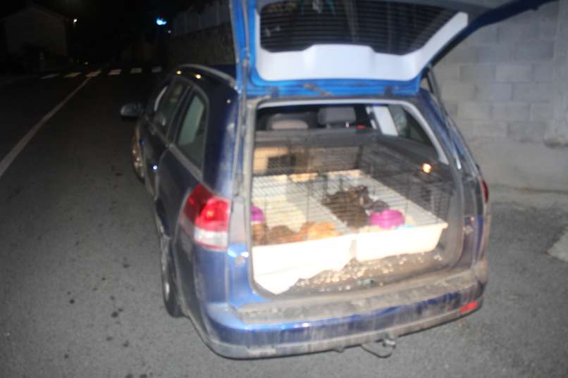 Read more about the article V prtljažniku 17 pasjih mladičev, dobil bi 2000 evrov po glavi
