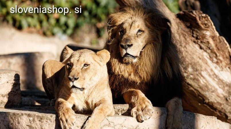 Read more about the article V Barceloni za covidom-19 zboleli lev in tri levinje