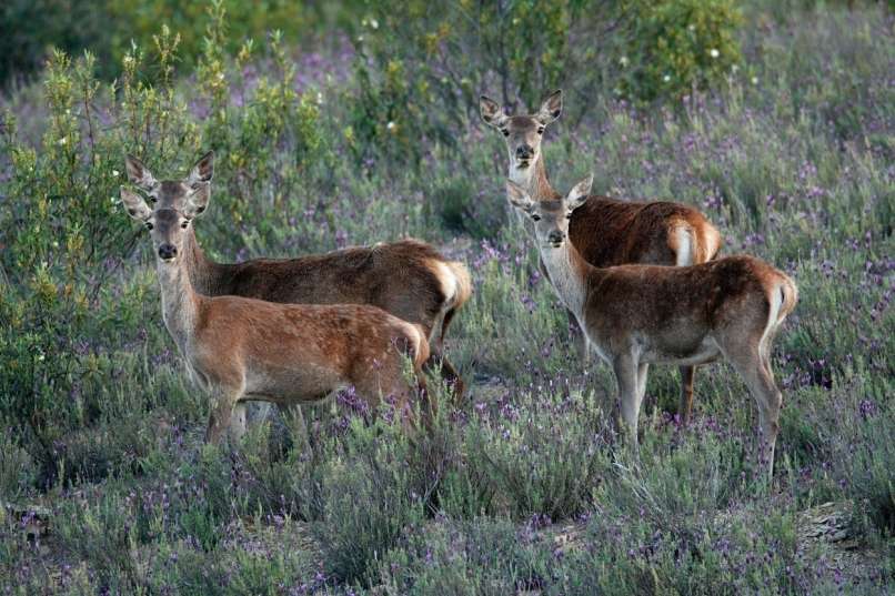 Read more about the article Pobili so več kot 500 divjih živali
