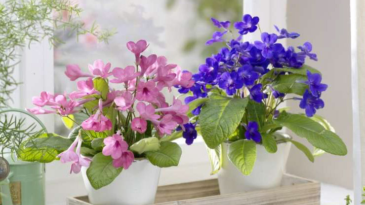 Read more about the article Sobne rastline zdaj najbolj trpijo, poskrbite zanje