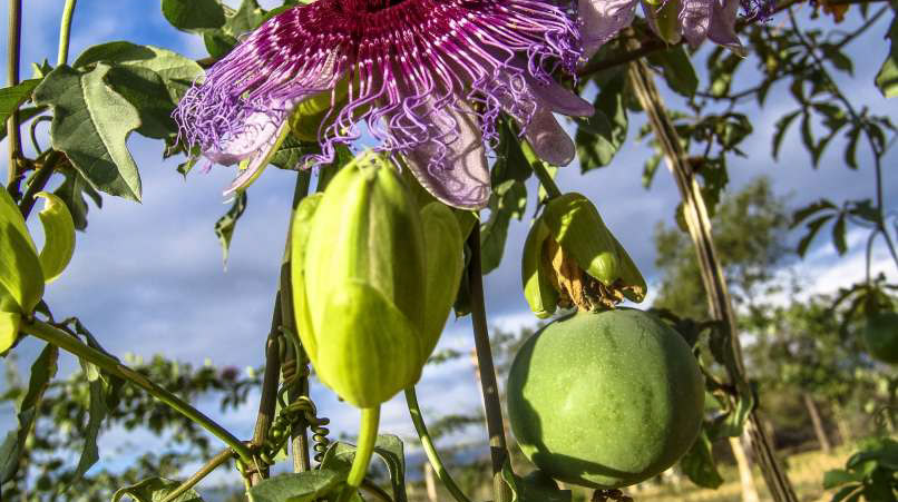 Read more about the article Okrasna plezalka, ki je tudi zdravilna