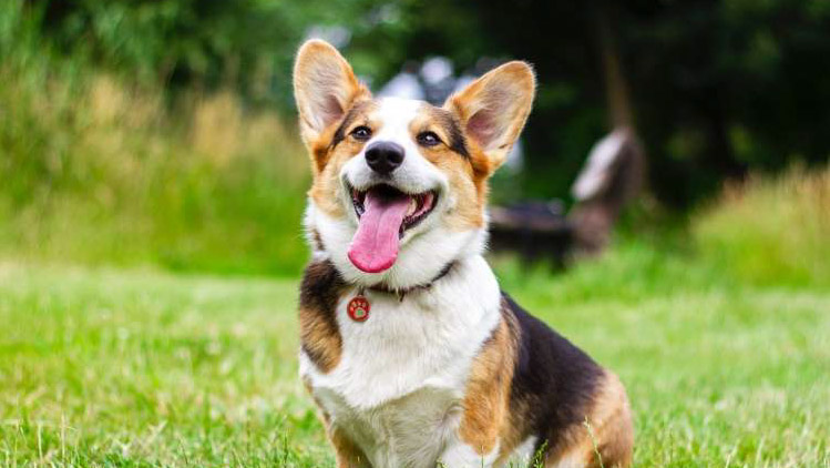 Read more about the article Tako vam pes sporoča, da vas ima rad