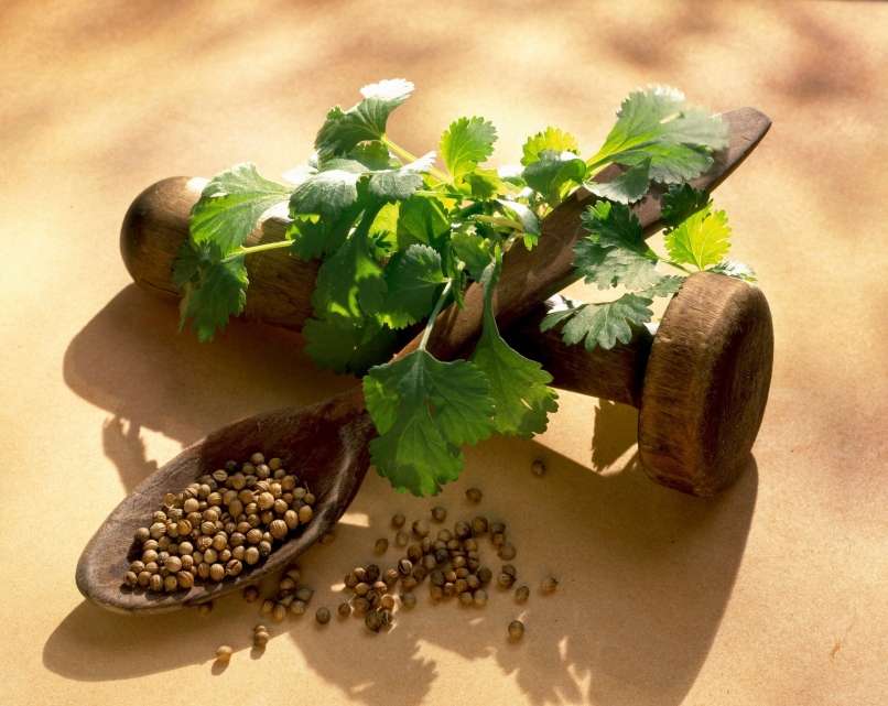 Read more about the article Skrivnostna moč, ki jo skriva koriander
