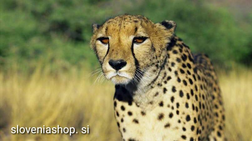 Read more about the article Gepardi bodo kmalu spet tavali po indijskih džunglah