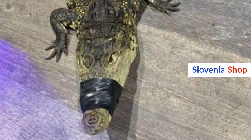 Read more about the article Prišli so po mamila, pričakal jih je krokodil