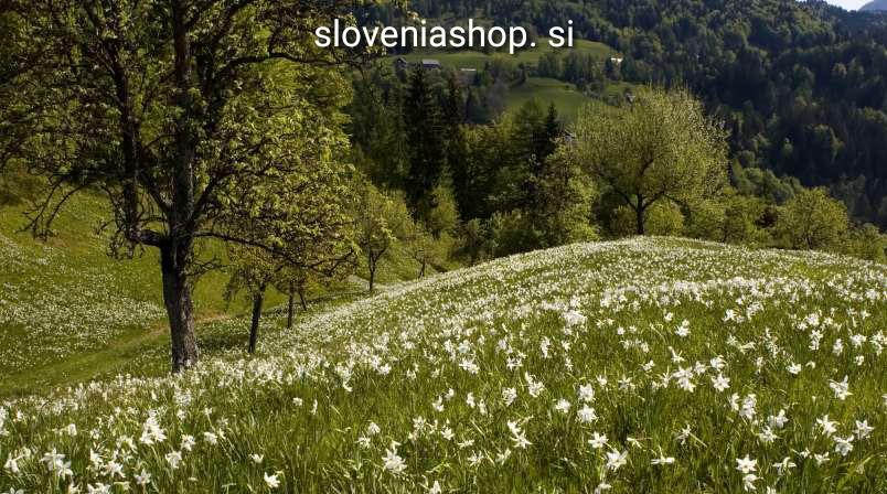 Read more about the article Narcise so strupene tudi za druge rastline v vazi