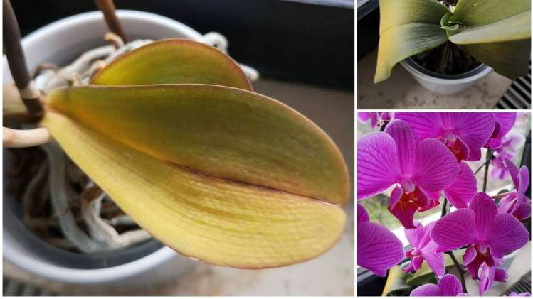 Read more about the article Zakaj orhidejam rumenijo listi?