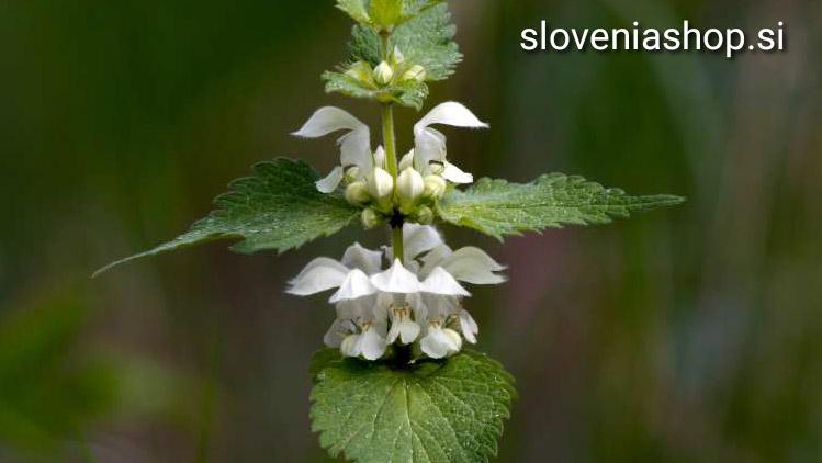 Read more about the article Spoznajte pravo moč nedolžne bele koprive