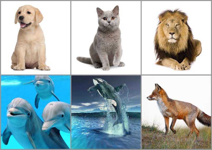 Read more about the article Nikakor nam ne bo dobro, če živalim in rastlinam ne bo dobro