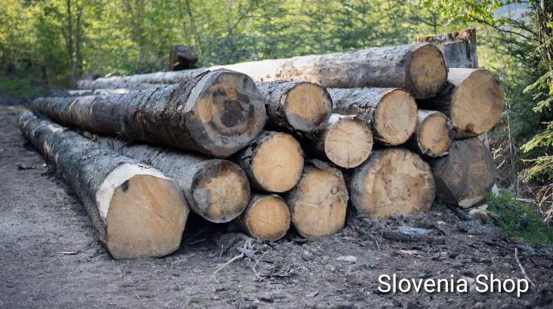 Read more about the article Gozdovi in les: pravo bogastvo Slovenije