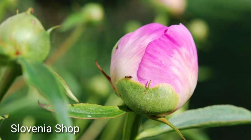 Read more about the article Potonike, nekoč cvet vsakega okrasnega vrta