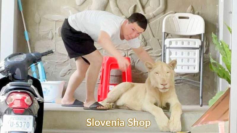 Read more about the article Leva, ki se je pojavljal na TikToku, so oblasti zasegle