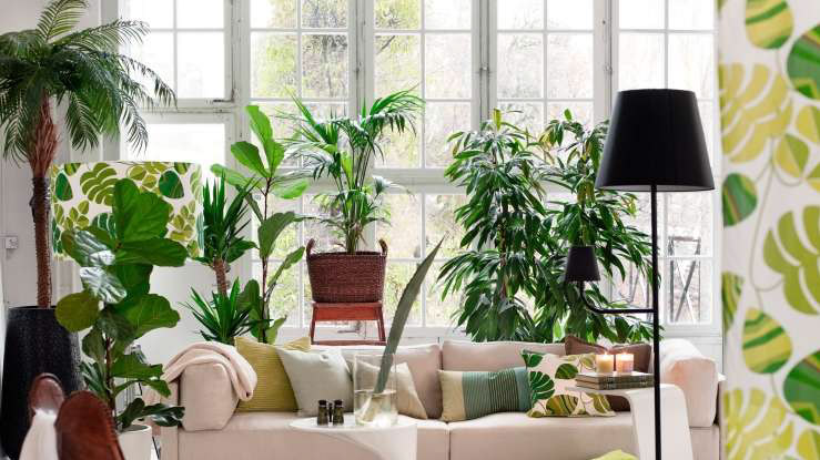 Read more about the article Z njimi si enostavno očistite zrak v stanovanju