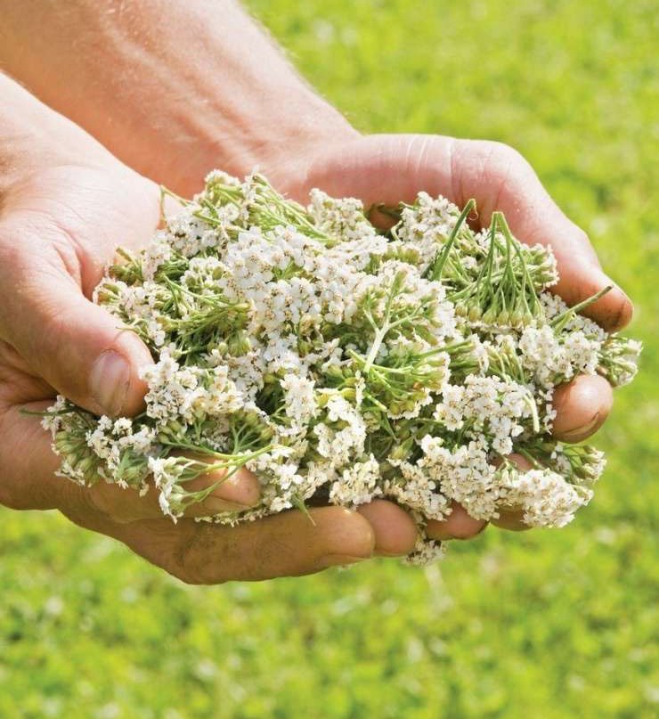 blagodejno,čaj,črevesje,dihala,Izboljšanje,jetra,kri,kroženje,krvavitev,lajšanje,motnje,Napitek,nevšečnosti,odpornost,odpravljanje,počutje,prebavne,priprava,srčna,učinkovine,uporaba,urejanje,Ustavljanje,vnetje,voda,vplivanje,zastoj,zdravilstvo,zdravljenje,Zdravo življenje,želodec,tablete,travnik