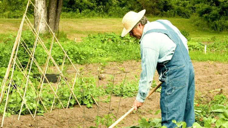 Read more about the article Ste vedeli, da po plevelu prepoznamo kakovost tal?