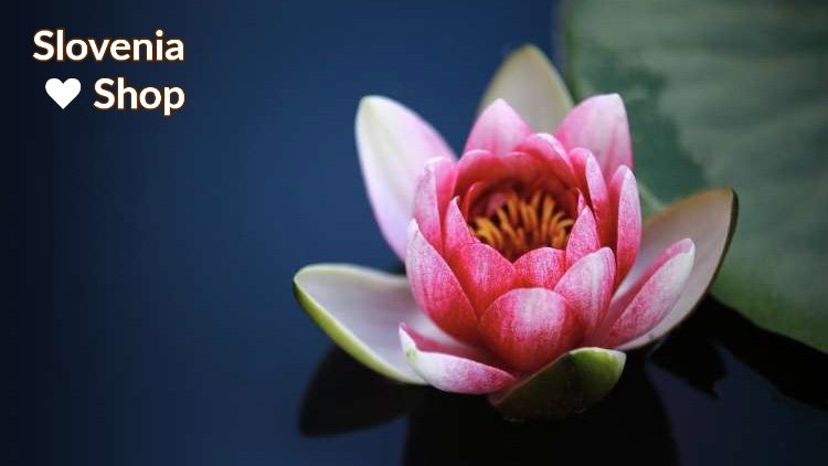 Read more about the article Lotos – cvet zmagoslavja