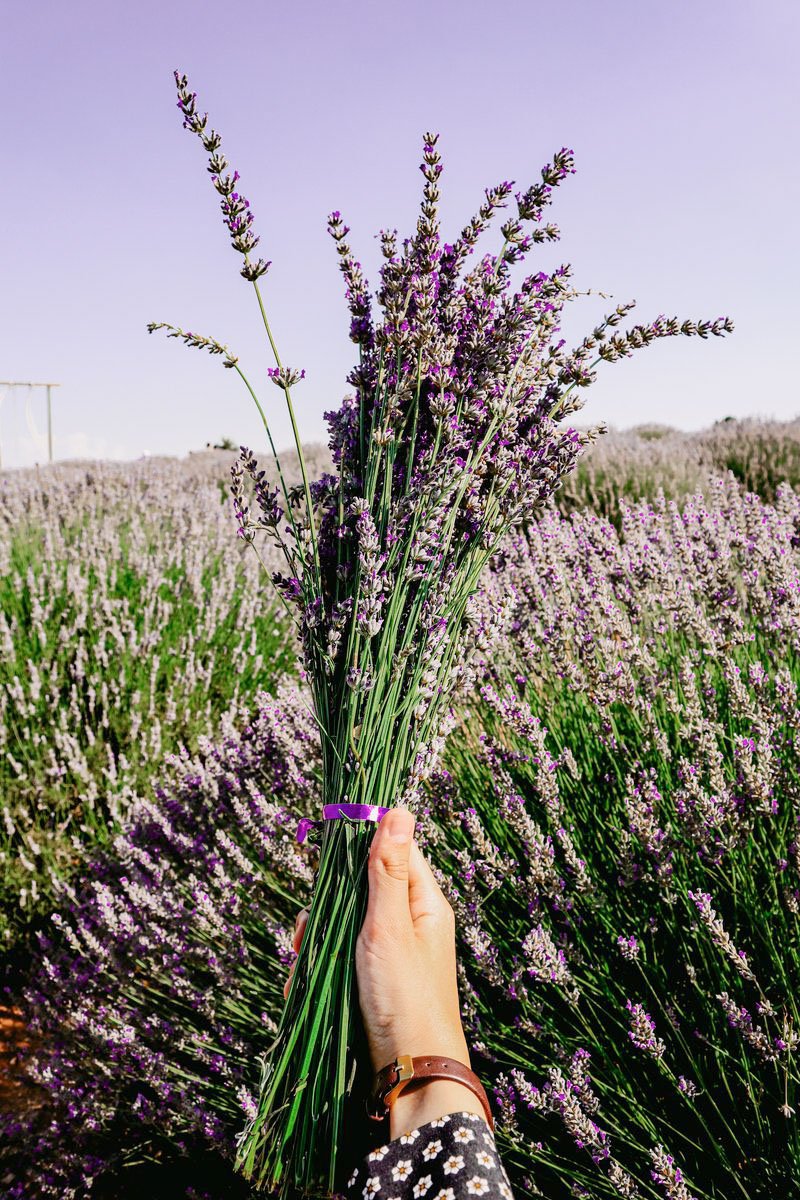 Sivki rečemo tudi lavanda, koren te besede pa izhaja iz latinske besede lavare in pomeni prati oziroma čistiti. V Starem Rimu je bilo sivkino olje najbolj priljubljeno aromatično olje.