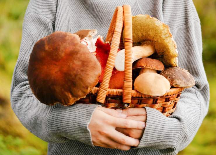 Darilo gozdov, ki začini obroke Gobe so brez klorofila in se hranijo zajedavsko, kot gniloživke oziroma živijo v sožitju z drugimi organizmi, zato so za naravo še kako pomembne. A nič manj za nas – resnično so koristne za organizem, saj vsebujejo številne vitamine, riboflavin, tiamin in niacin, ki koristjo koži in živčevju.