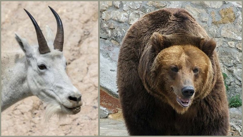 Grizli, posebna podvrsta rjavega medveda, je človeku najnevarnejši medved. Tudi ostale živali bežijo pred njim, saj s čokatim životom in močnimi prednjimi tacami, praktično nima enakovrednega nasprotnika. Neka kanadska gorska koza, ki je v narodnem parku Yoho gromozanskega medveda pokončala.