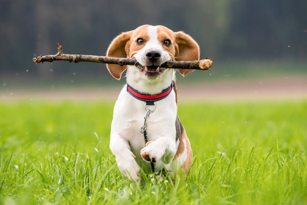 Projekt pa je podprla tudi Veterinarska zbornica Slovenije. Portal je namenjen in dostopen vsem, veterinarjem in lastnikom psov in mačk.