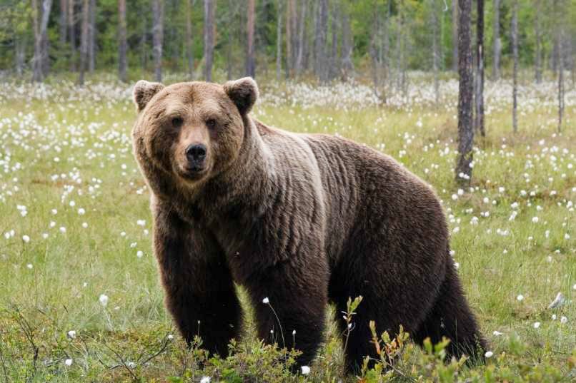 Na širšem območju občine Seix v departmaju Ariege je 70-letnega lovca, ki je bil na lovu za divjimi prašiči, napadla medvedka. Ta je po gozdu hlačala s svojimi mladiči, zato je bila še posebej nevarna, v njenih očeh pa je bil zver zagotovo lovec.