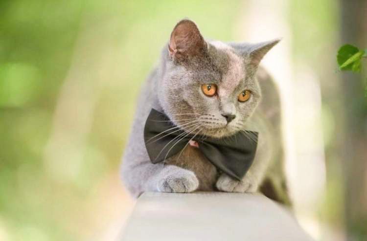 Denis Tajhman - Vedno je Domina tudi sama splezala na mojo ramo in opazovala okolico z višine. Zelo tudi uživa na sprehodih in obiskih pri prijateljih, z menoj gre tudi na izlete in na morje. Domina je že od vsega začetka nekaj posebnega, zna celo potrkati po vratih, ko kaj hoče