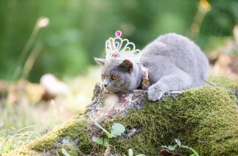 Denis Tajhman - Ime Domina mi je bilo všeč že prej, ko pa sem zagledal to sivo kepico, sem čutil, da bo to ravno pravo ime zanjo. Že od prvega trenutka si je namreč znala priboriti, kar je želela. Spomnim se, kako me ni pustila spati, nenehno je iskala pozornost in bila nagajiva.