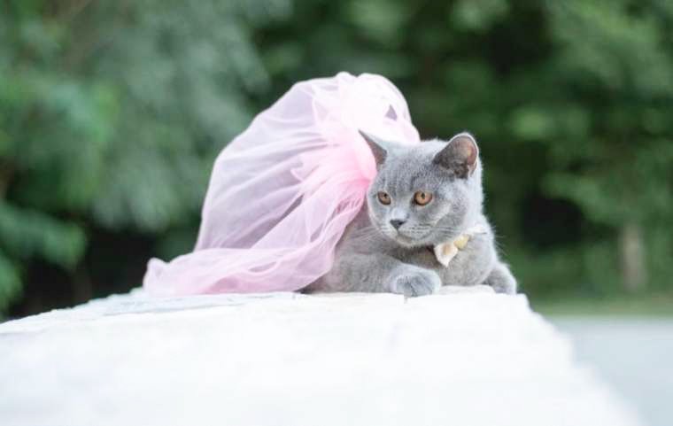 Denis Tajhman je kmalu po vedeževanju v šovu Ljubezen po domače spoznal, da je napovedal rojstvo mucke, ki si jo je dolgo želel. Spoznajte prav posebno mačko Domino, ki je na spletu že prava zvezda.