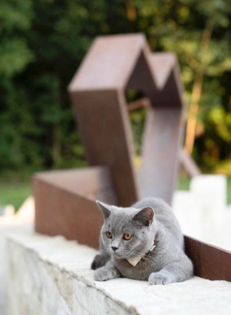 Denis Tajhman - Ime Domina mi je bilo všeč že prej, ko pa sem zagledal to sivo kepico, sem čutil, da bo to ravno pravo ime zanjo. Že od prvega trenutka si je namreč znala priboriti, kar je želela. Spomnim se, kako me ni pustila spati, nenehno je iskala pozornost in bila nagajiva.
